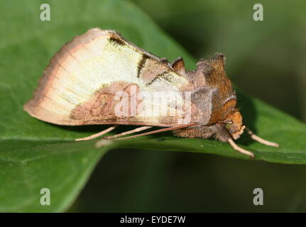 Laiton Bruni européenne Moth (Diachrysia chrysitis), une phalène (Noctuidae) Banque D'Images