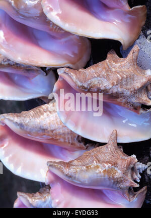 Coquilles de Mer en vente, près de 'four en briques', Nevis. Banque D'Images