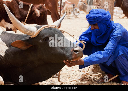 Le Niger, désert du Sahara, région d'Agadez, l'homme touareg Agadez vache ; contrôle de Banque D'Images