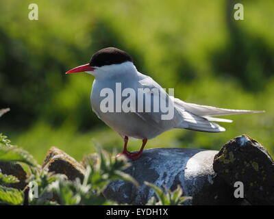 La nidification de la Sterne arctique (Sterna paradisaea) avec bill rouge vif qui monte la garde sur nichent sur smooth rock avec fond herbeux Banque D'Images