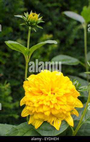 Dahlia jaune fleur et tige avec bud Banque D'Images