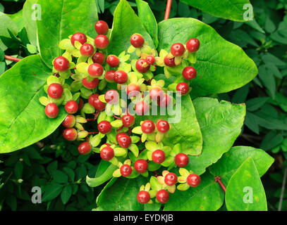 Hypericum androsaemum, fruits rouges, millepertuis, plante jardin portrait, hypericums fruits petits fruits Banque D'Images