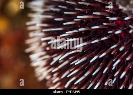 L'oursin violet, close-up, Mer Adriatique Banque D'Images