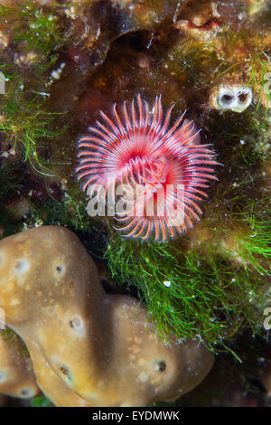 Ver White-Tufted, close-up, Mer Adriatique Banque D'Images