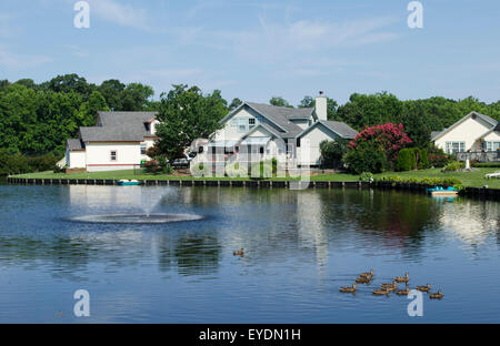 Défilé de canards flotter dans un lac après une fontaine et le bord de maison. Un canard solitaire straggles derrière. Banque D'Images