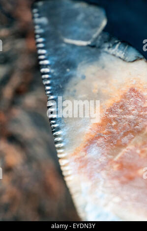 Photographie Macro de megalodon fossile. Banque D'Images