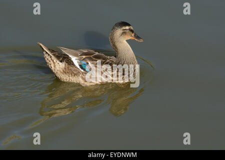 Mallard-Rouen race mixte natation sur le lac Canard souchet Banque D'Images