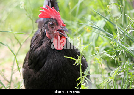 Une poule noire gamme libre marcher dans une basse-cour, gloussant Banque D'Images