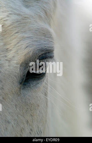 Un cheval blanc's eye in close up Banque D'Images