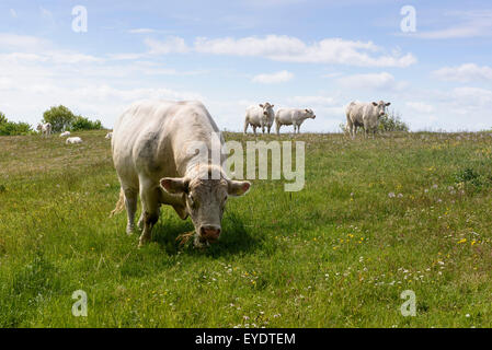 L'élevage de bétail près de l'Île Öland, Mysinge si, Kalmar, Suède Banque D'Images