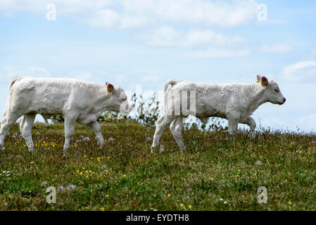 L'élevage de bétail près de l'Île Öland, Mysinge si, Kalmar, Suède Banque D'Images