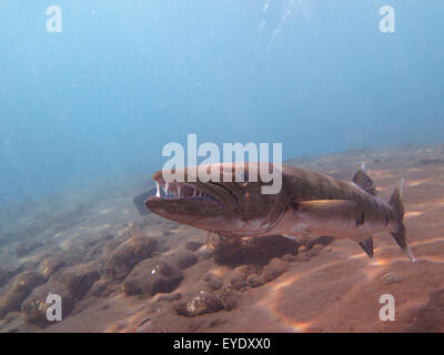 Grand Barracuda poisson dans Bali océan Banque D'Images