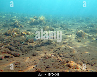 Grand Barracuda poisson dans Bali océan Banque D'Images