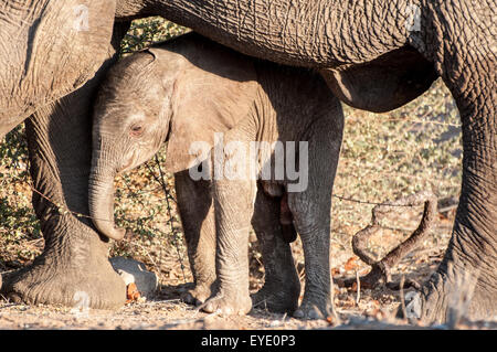 Désert bébé adapté l'éléphant africain, Twyfelfontein, Damaraland, Namibie Banque D'Images