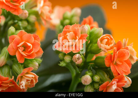 Fleurs de Kalanchoe. sur un fond orange. Banque D'Images