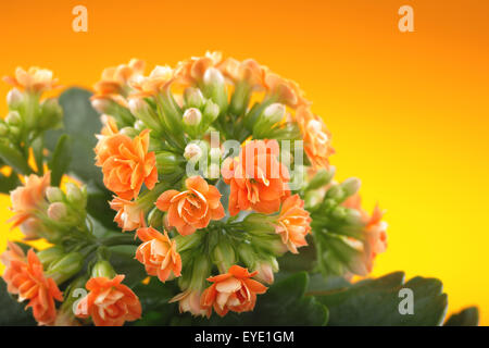 Fleurs de Kalanchoe. sur un fond orange. Banque D'Images