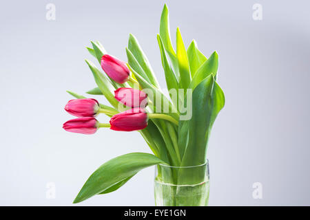 Crimson tulip fleur sur l'arrière-plan Banque D'Images