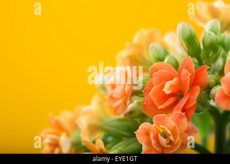 Fleurs de Kalanchoe. sur un fond orange. Banque D'Images