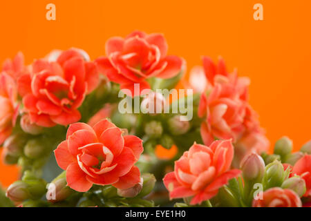 Fleurs de Kalanchoe. sur un fond orange. Banque D'Images