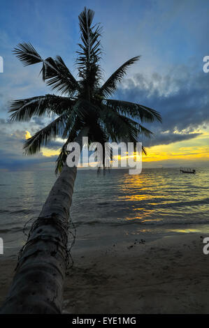 Des cocotiers sur la plage de sable de tropic sur le coucher du soleil. La Thaïlande, Koh Chang, klong Prao , de l'Asie. Banque D'Images