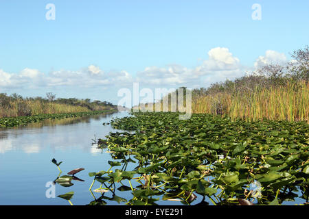 Le Parc National des Everglades en Floride Banque D'Images