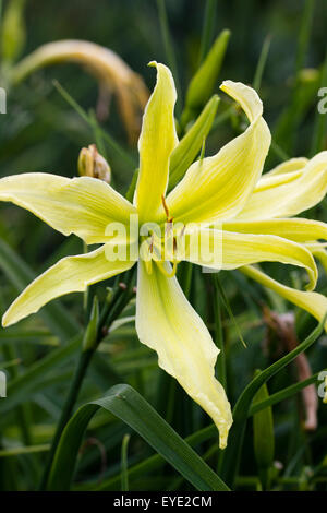 Teinté vert fleurs jaunes de l'araignée, l'hémérocalle Hemerocallis 'Doigts de dame' Banque D'Images