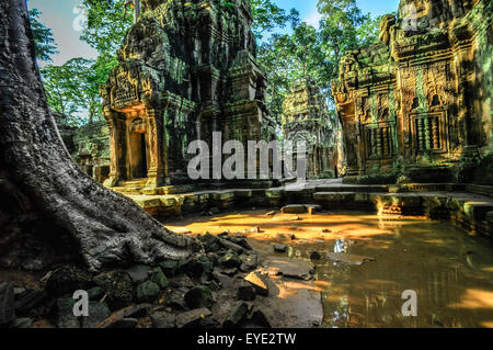 Arbre géant couvrant Ta Prom et le temple d'Angkor Wat, Siem Reap, Cambodge Asie Banque D'Images