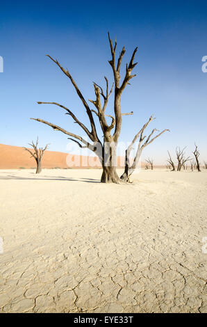 Dead Vlei dans le début de soleil, Namib-Naukluft National Park, Namibie Banque D'Images