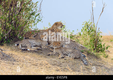 Le Guépard (Acinonyx jubatus), femme, avec quatre petits, reposant sur un tertre, Masai Mara National Reserve, Kenya Banque D'Images