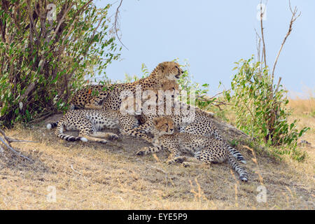 Le Guépard (Acinonyx jubatus), femme, avec quatre petits, reposant sur un tertre, Masai Mara National Reserve, Kenya Banque D'Images