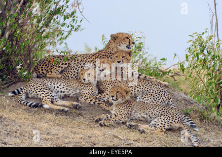 Le Guépard (Acinonyx jubatus), femme, avec quatre petits, reposant sur un tertre, Masai Mara National Reserve, Kenya Banque D'Images