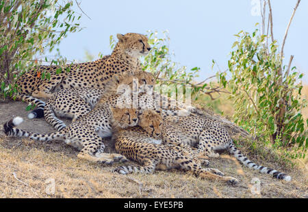 Le Guépard (Acinonyx jubatus), femme, avec quatre petits, reposant sur un tertre, Masai Mara National Reserve, Kenya Banque D'Images