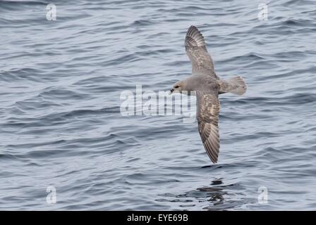 Battant le Fulmar boréal (Fulmaris glacialis), Spitzberg, Norvège Banque D'Images