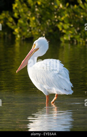 Pélican blanc (Pelecanus erythrorhynchos) debout dans l'eau, Sanibel Island, Floride, USA Banque D'Images