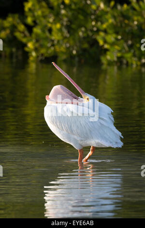 Pélican blanc (Pelecanus erythrorhynchos) debout dans l'eau, Sanibel Island, Floride, USA Banque D'Images