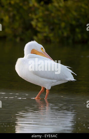 Pélican blanc (Pelecanus erythrorhynchos) debout dans l'eau, Sanibel Island, Floride, USA Banque D'Images