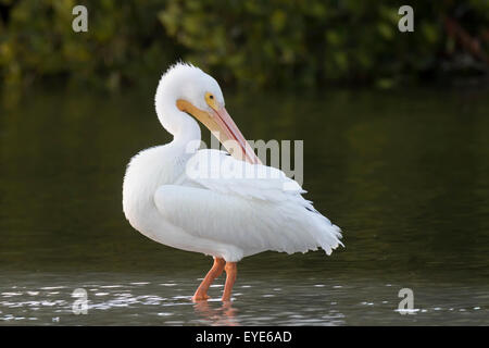 Pélican blanc (Pelecanus erythrorhynchos) debout dans l'eau, Sanibel Island, Floride, USA Banque D'Images