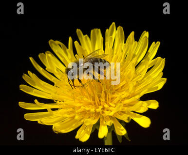 Biene ; Loewenzahn ; Taraxacum officinale, Wiesenpflanze ;, Banque D'Images