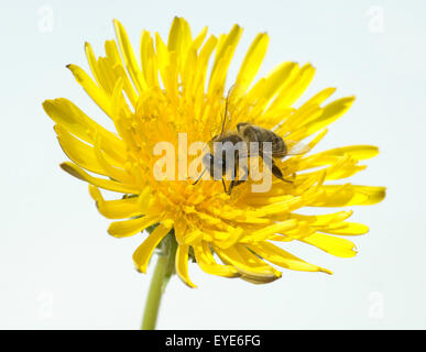 Biene ; Loewenzahn ; Taraxacum officinale, Wiesenpflanze ;, Banque D'Images