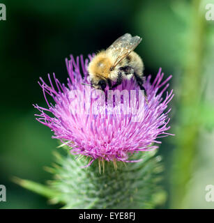 Kratzdistel Ackerhummel Bombus pascuorum ; ; ; Hummel ; Banque D'Images