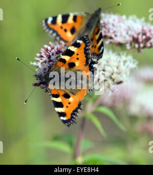 Kleiner Fuchs, Aglais urticae, Wasserdost, Banque D'Images