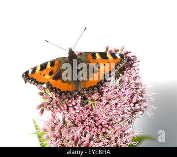 Kleiner Fuchs, Aglais urticae, Wasserdost, Banque D'Images