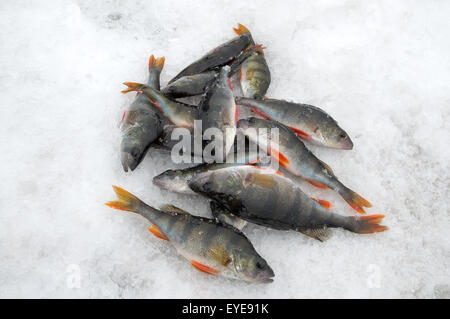 La pêche sur glace. La perche groupe pris couché sur la glace. Banque D'Images