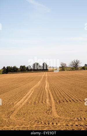 Sol sableux de champ labouré ancien Sandlings lande Sutton, Suffolk, Angleterre, RU Banque D'Images