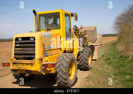 JCB Farm Master transporte les caisses de pommes de terre de semence à semer dans les champs, Sutton, Suffolk, Angleterre, RU Banque D'Images