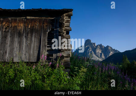 Vieux bois typique Alpine hut et Mont Sassongher (2,665m) au-dessus de Corvara dans les Dolomites, le Tyrol du sud, Italie du nord. Banque D'Images