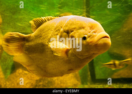 Poisson jaune sous l'eau, région d'Istra, Croatie. Banque D'Images