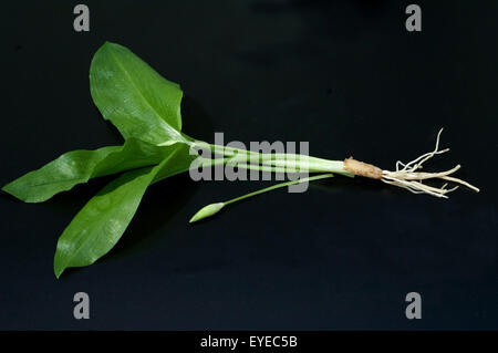 Baerlauch Allium ursinum ; ; ; Banque D'Images