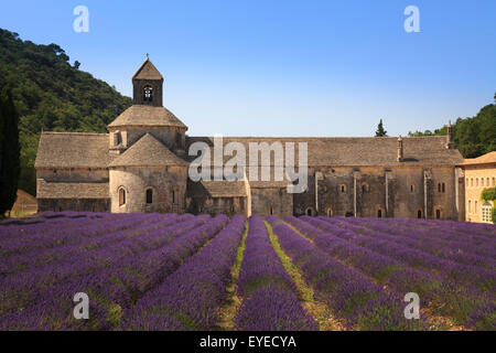 Notre-Dame de Abbaye de Sénanque Provence France avec la lavande en pleine floraison Banque D'Images