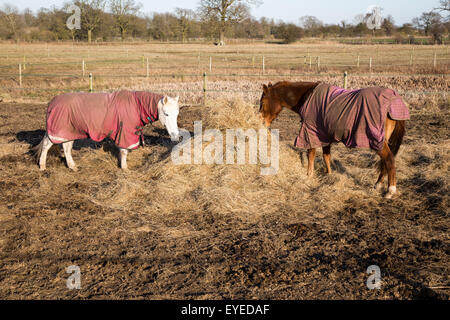 Les chevaux mangent du foin en hiver, Sutton, Suffolk, Angleterre, RU Banque D'Images